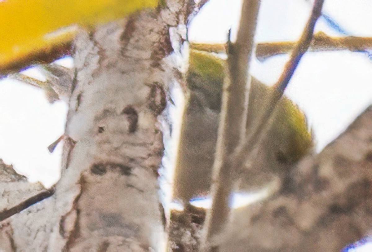 Chestnut-sided Warbler - ML645411869