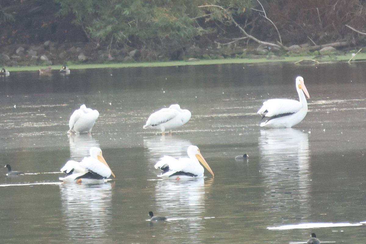 Amerika Pelikanı - ML645411872