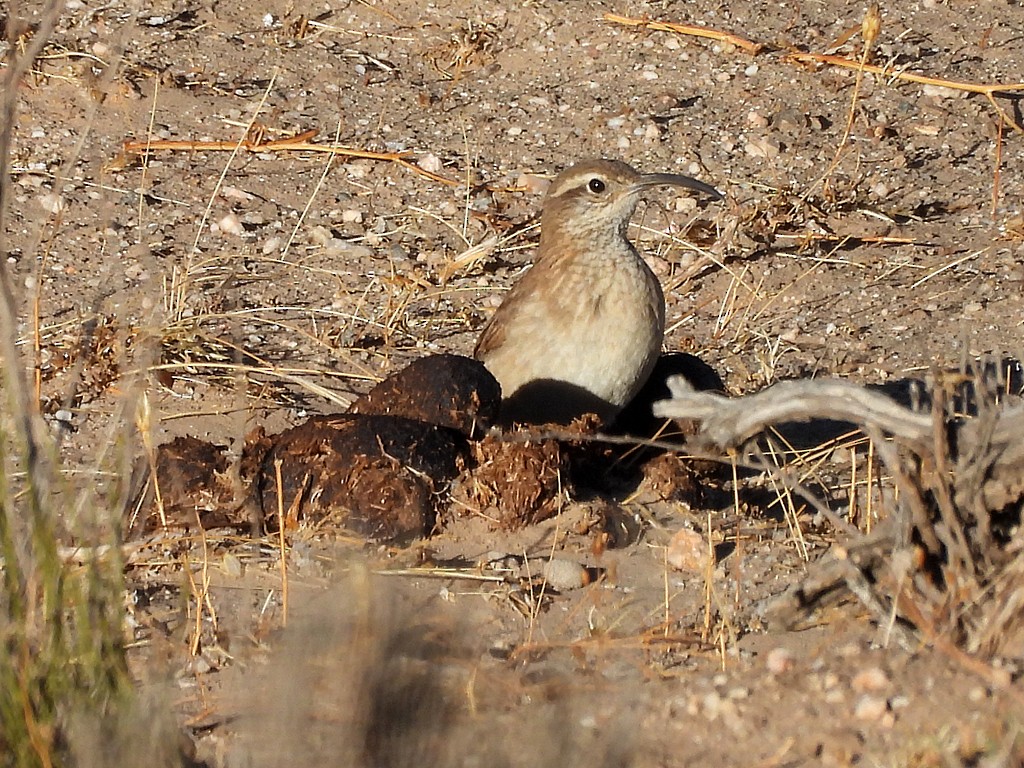 Scale-throated Earthcreeper - ML645411874