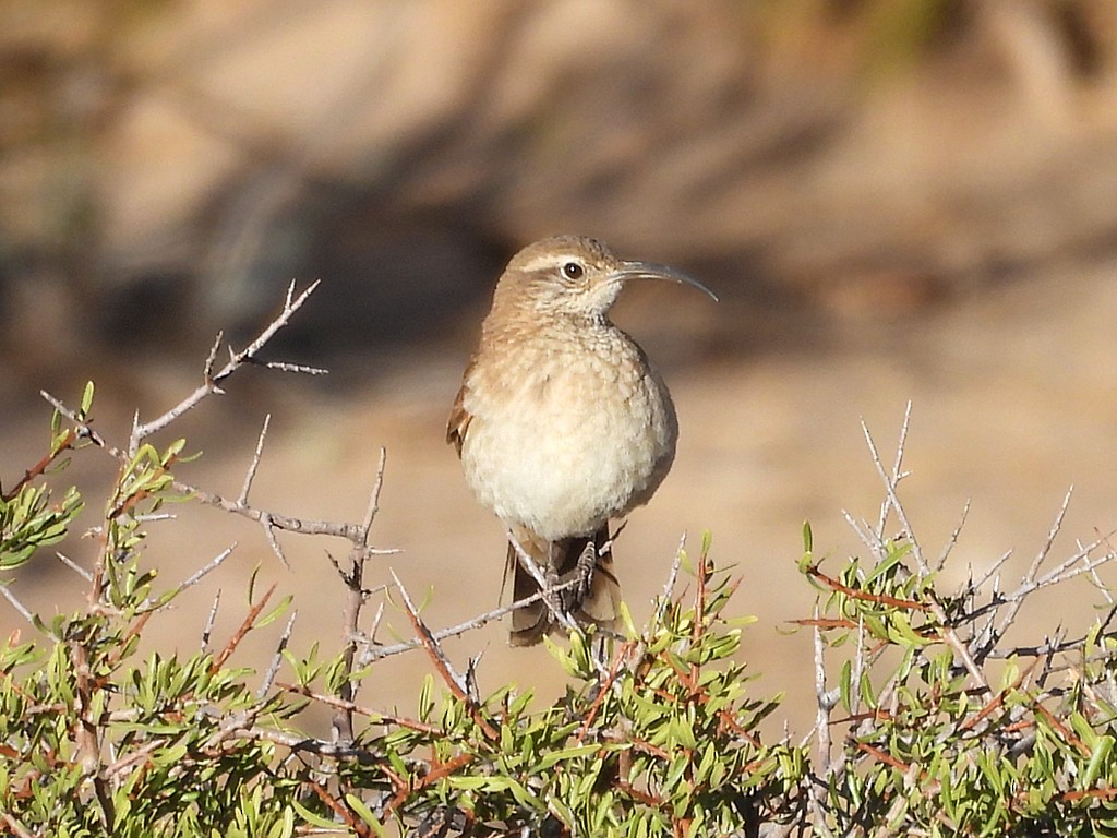 Scale-throated Earthcreeper - ML645411875