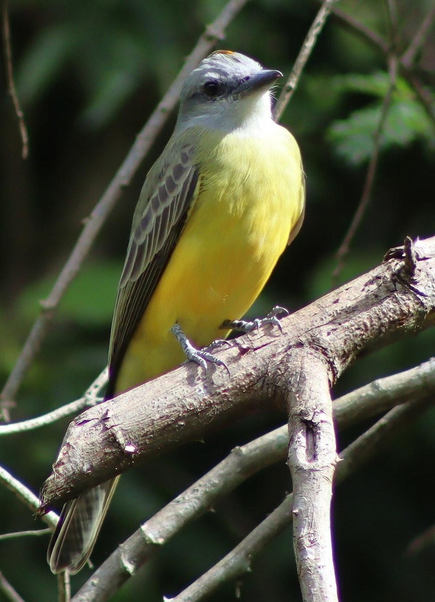 Couch's Kingbird - ML645411877
