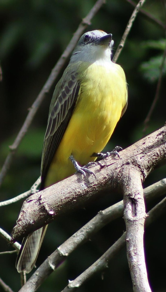 Couch's Kingbird - ML645411880