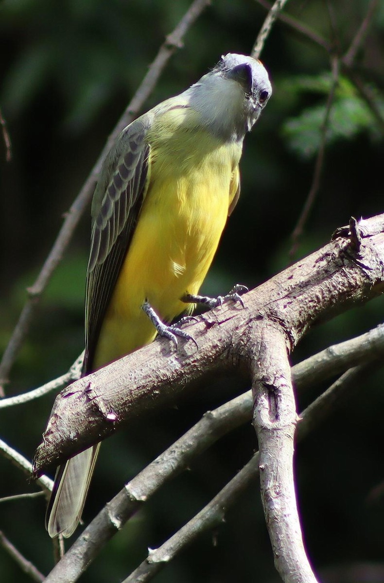 Couch's Kingbird - ML645411882
