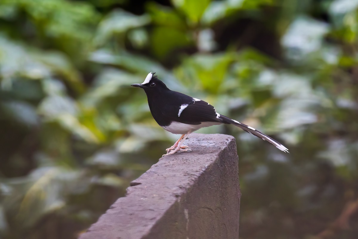 White-crowned Forktail - ML645411883