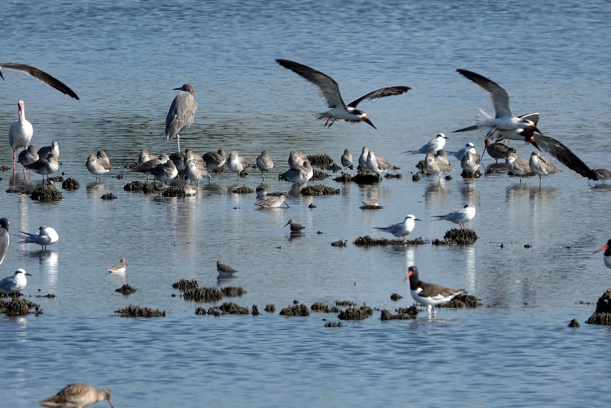 Reddish Egret - ML645411893