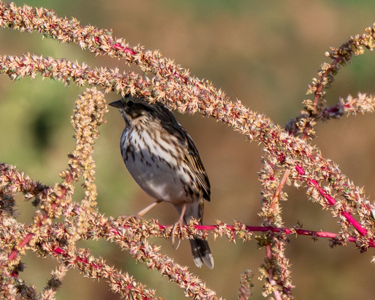 strnadec luční - ML645411902