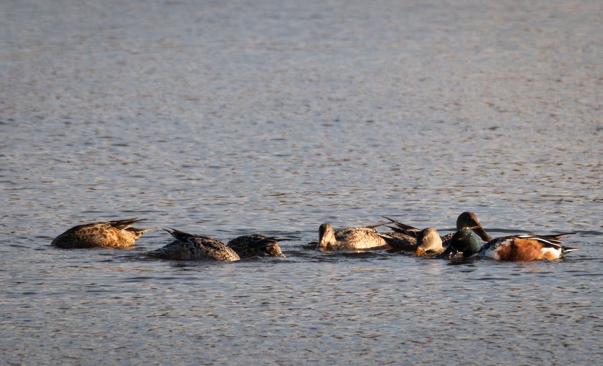 Халбага нугас - ML645411923