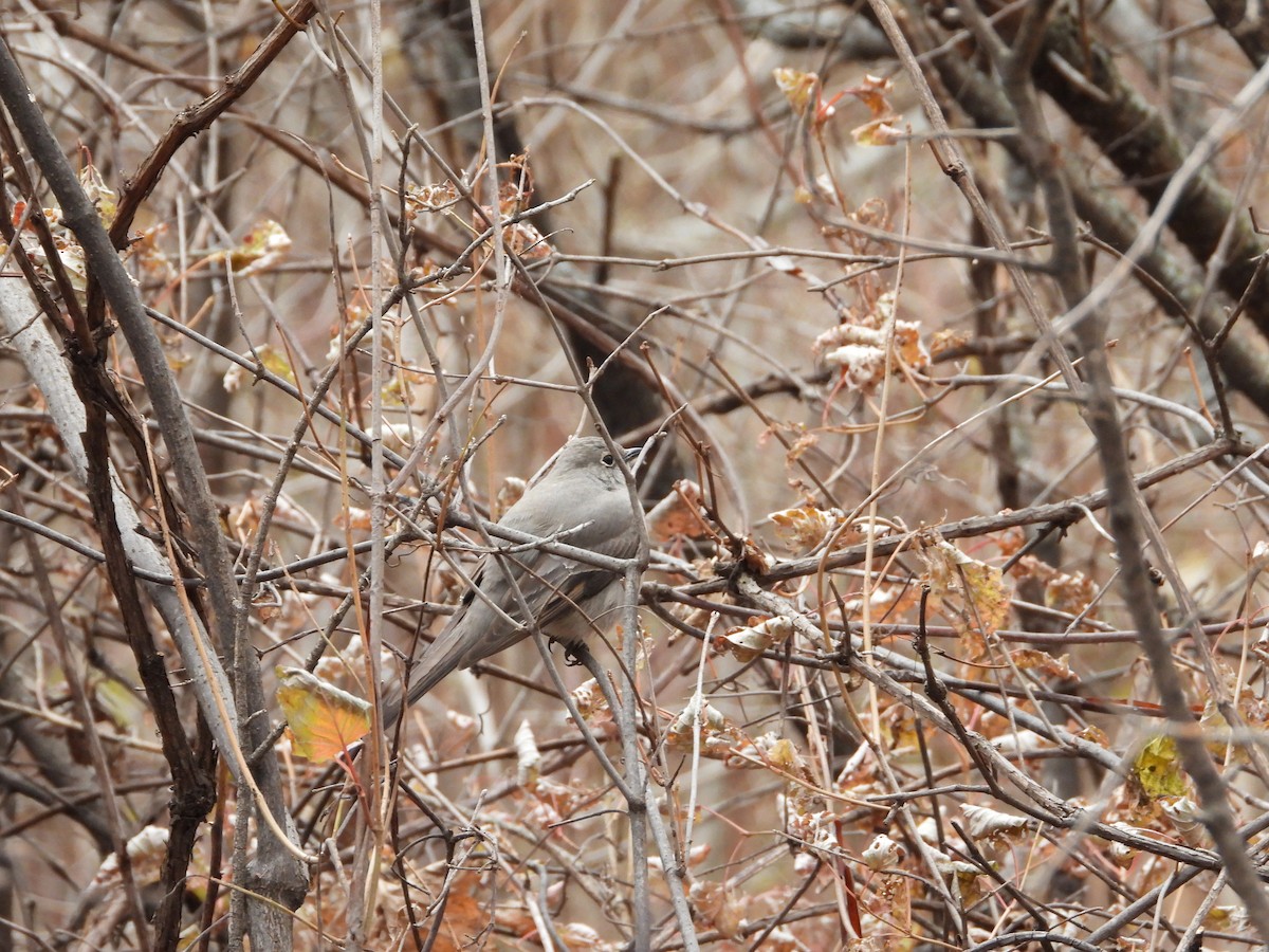 Townsend's Solitaire - ML645411933