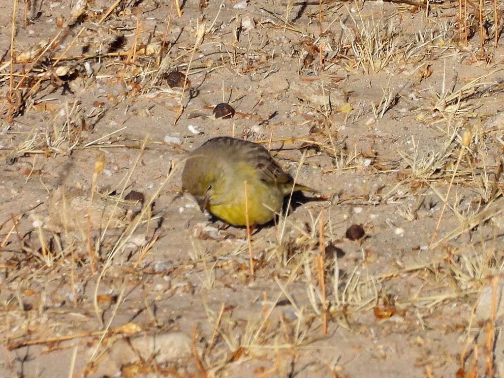 Посвірж оливковий - ML645411934