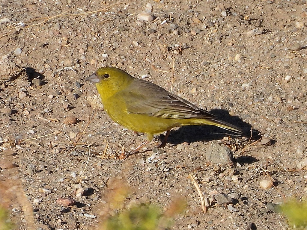 Посвірж оливковий - ML645411935