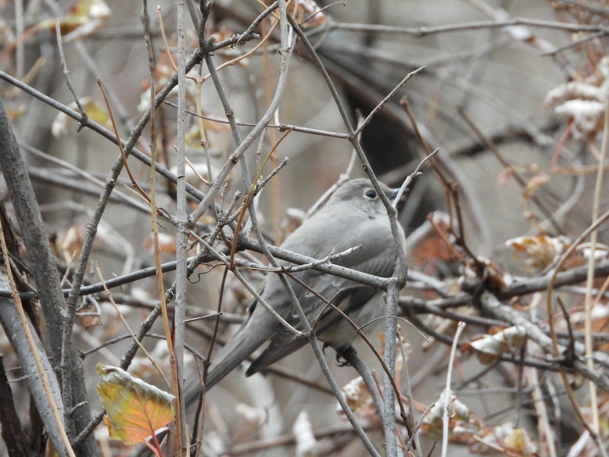 Townsend's Solitaire - ML645411936