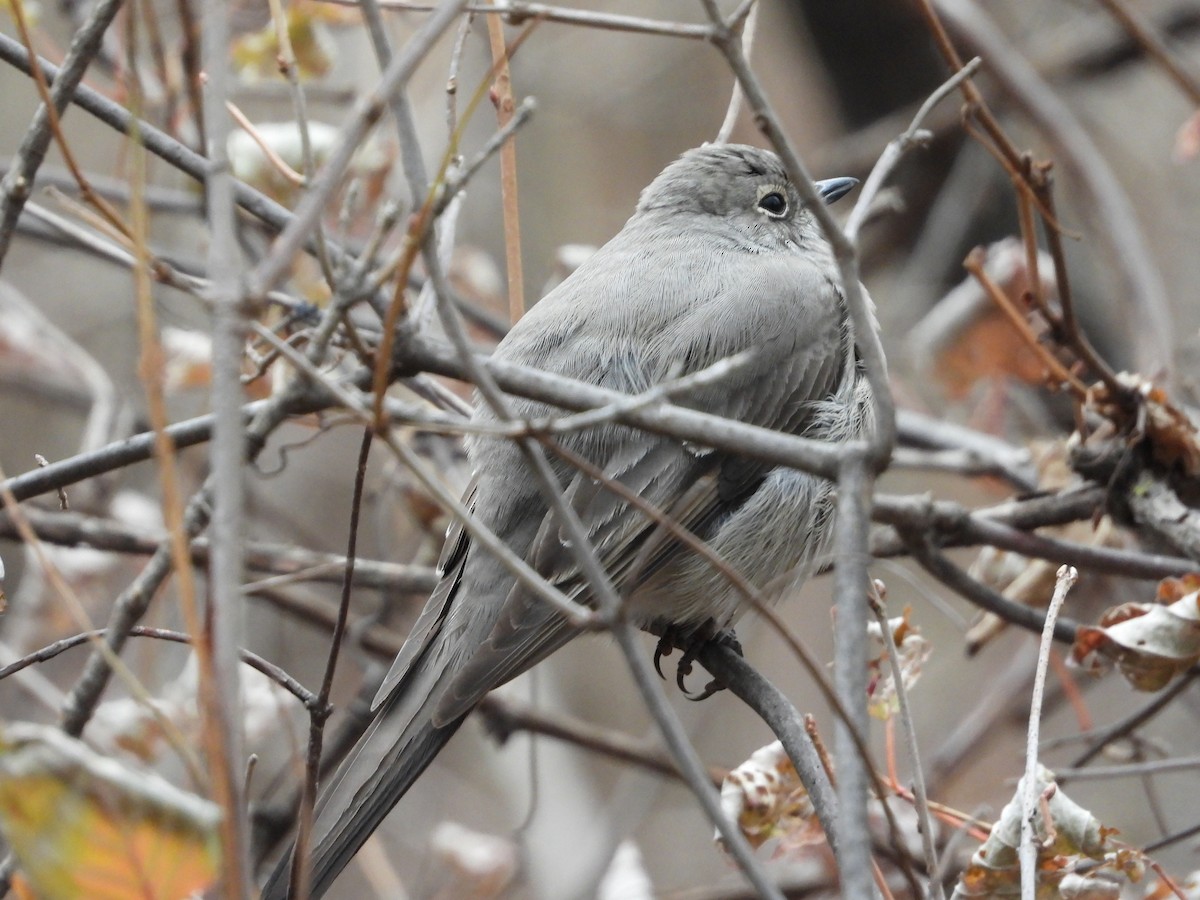 Townsend's Solitaire - ML645411937