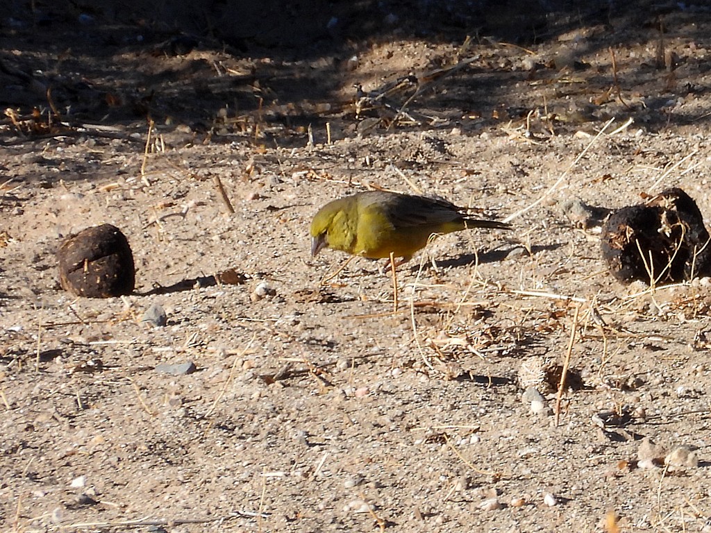 Посвірж оливковий - ML645411938