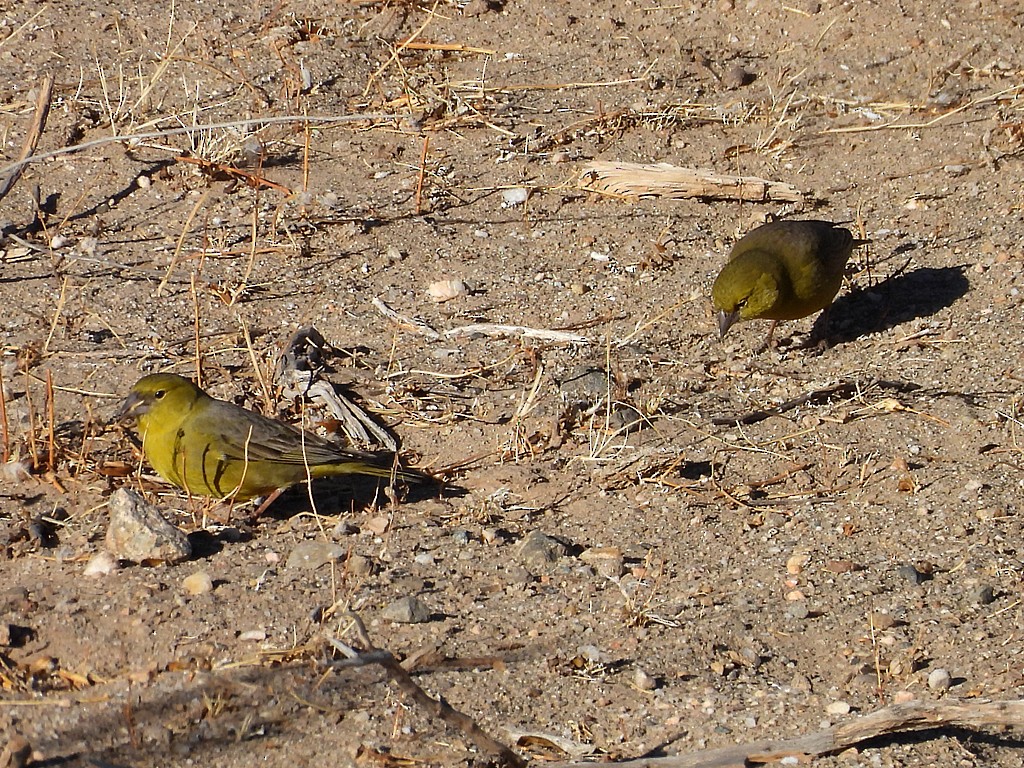 Посвірж оливковий - ML645411939