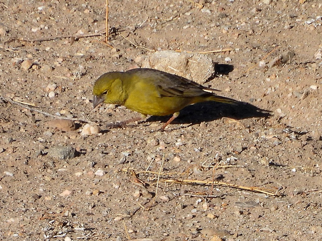 Посвірж оливковий - ML645411940