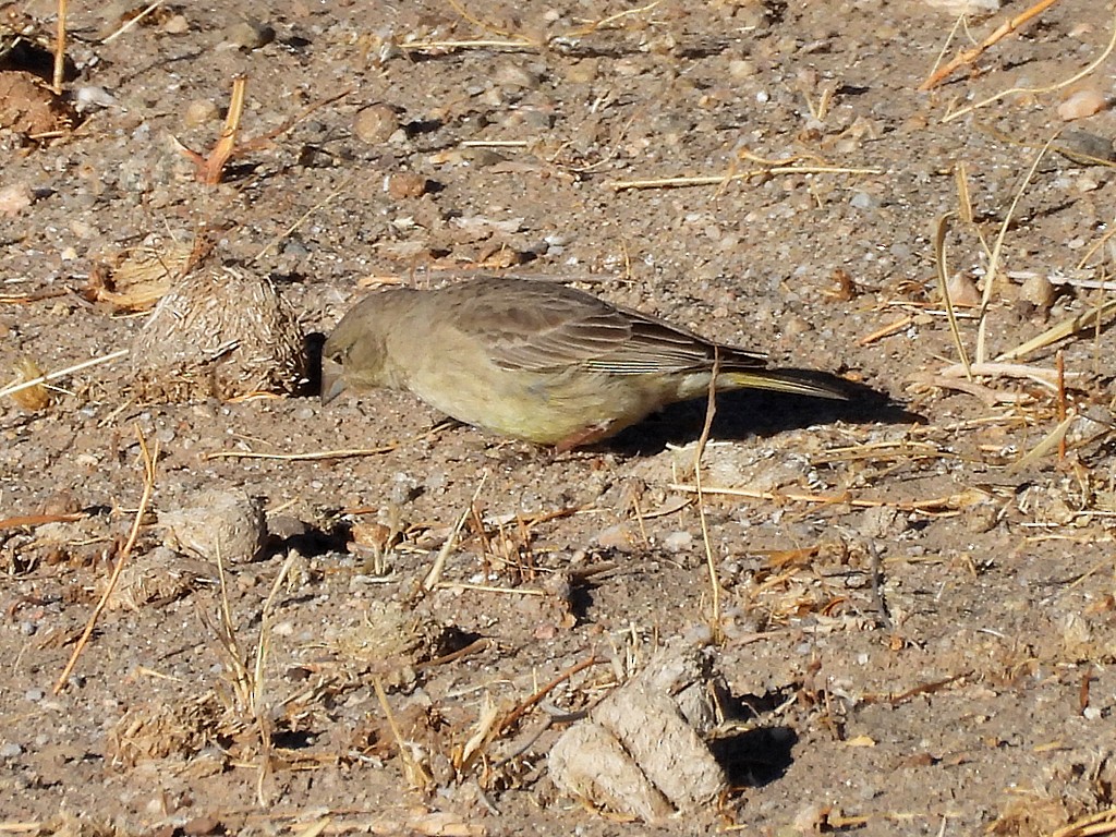 Посвірж оливковий - ML645411941