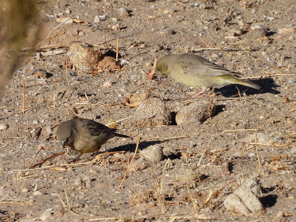 Посвірж оливковий - ML645411943