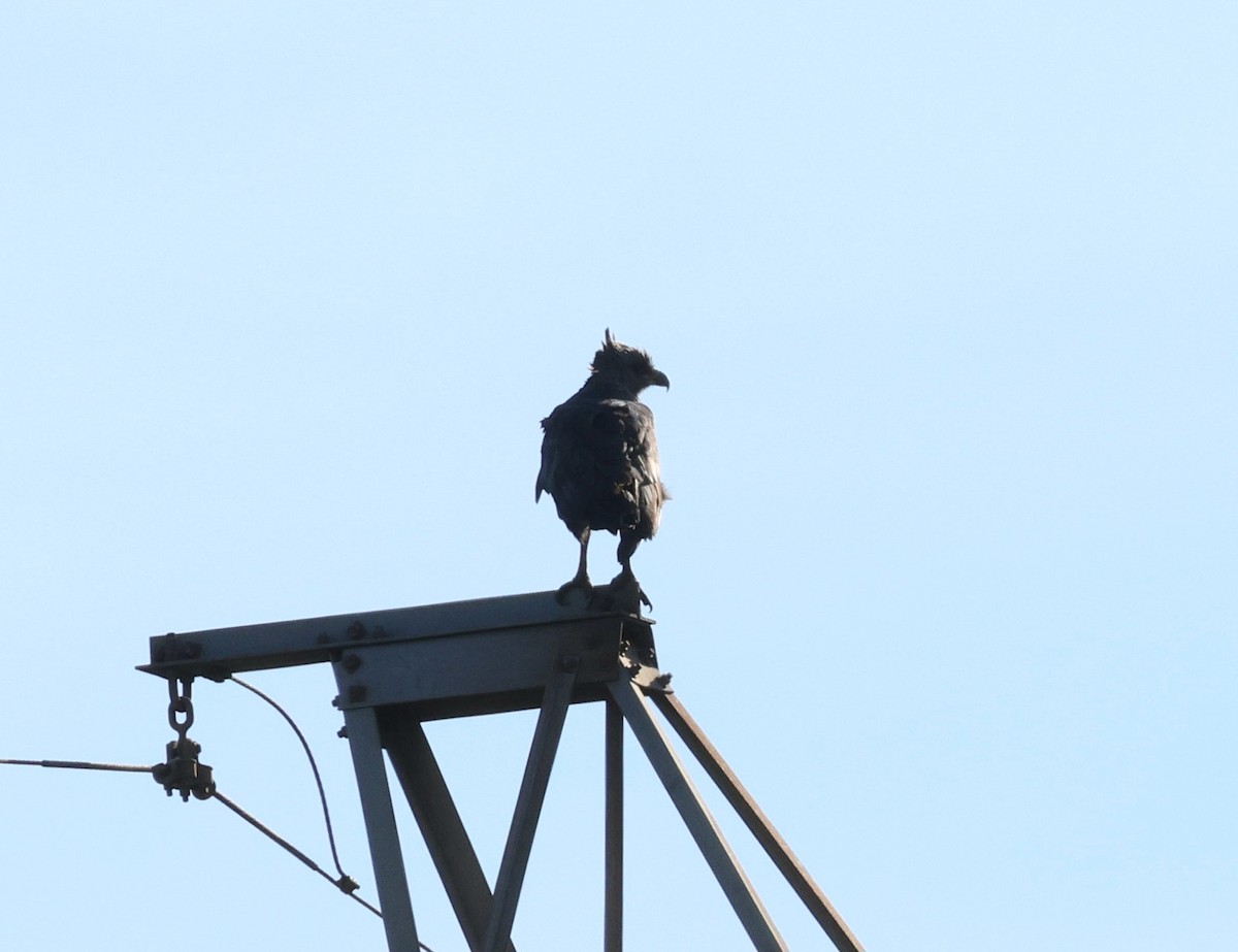 Chaco Eagle - ML645411944