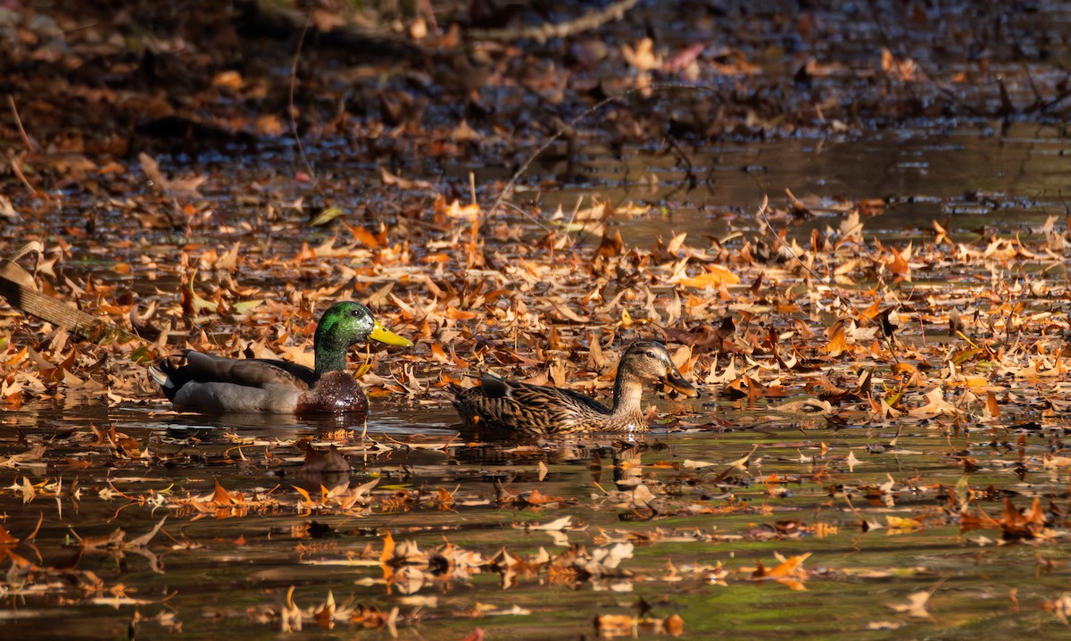 Зэрлэг нугас - ML645411945