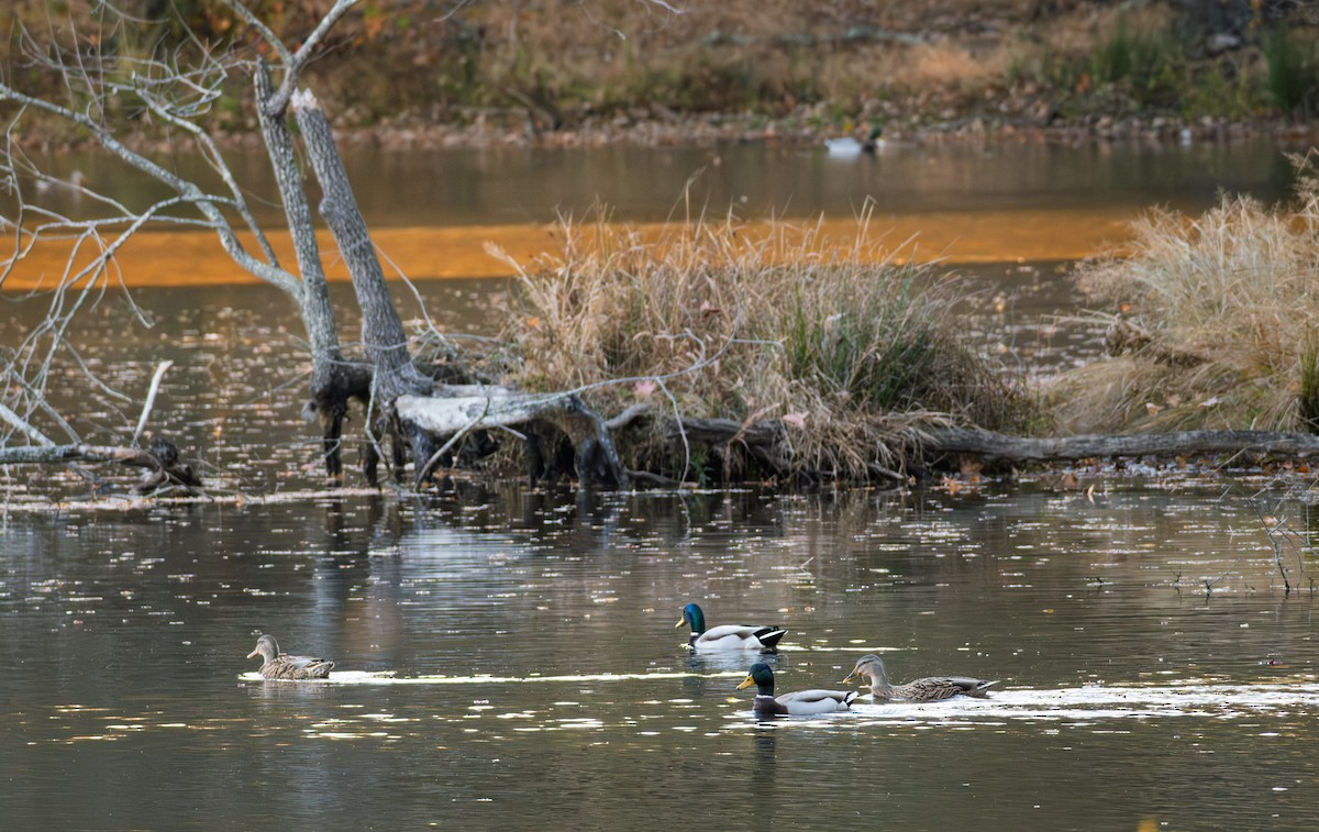 Зэрлэг нугас - ML645411946