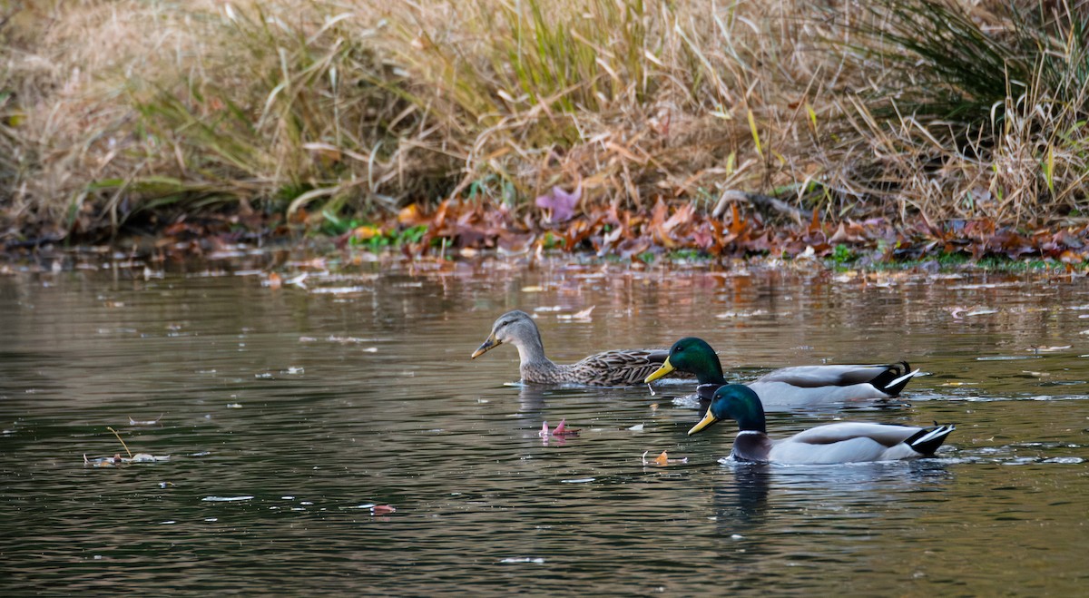 Зэрлэг нугас - ML645411948