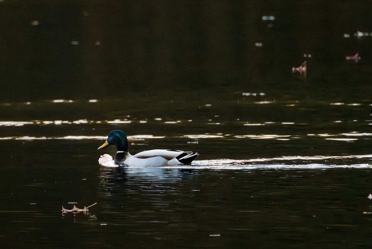 Зэрлэг нугас - ML645411949