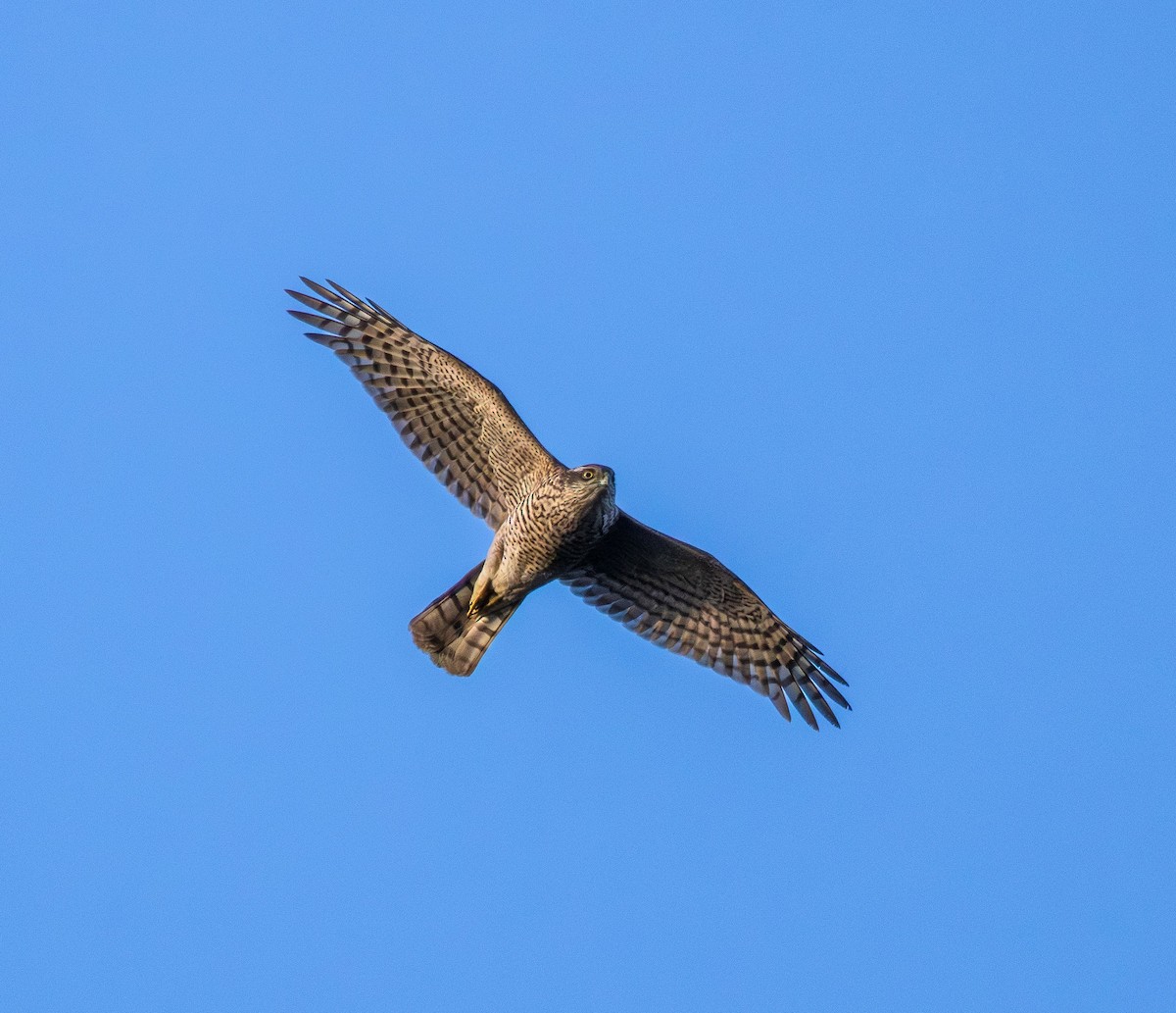 Eurasian Sparrowhawk - ML645411952