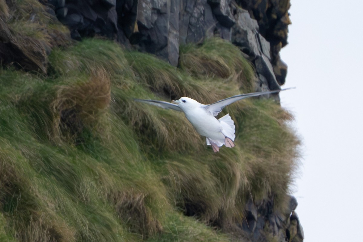 Northern Fulmar - ML645411955