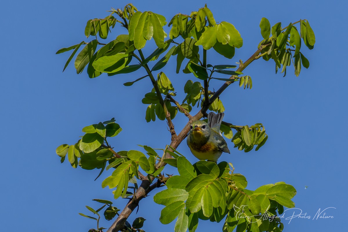 Northern Parula - ML645411956