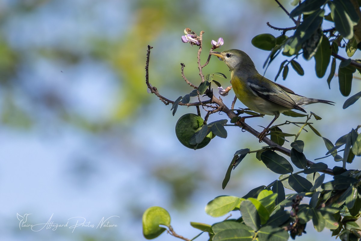 Northern Parula - ML645411957