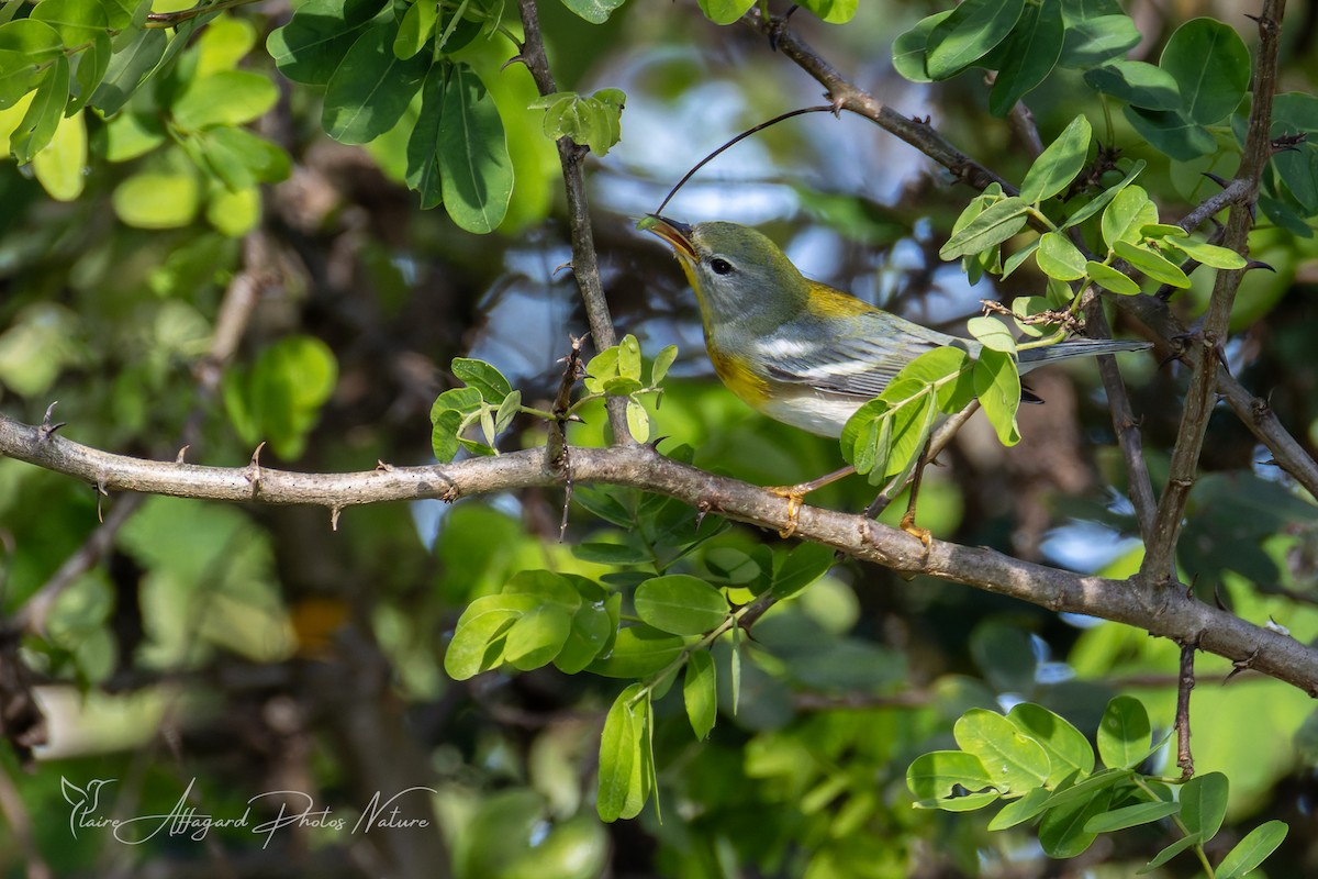Northern Parula - ML645411958