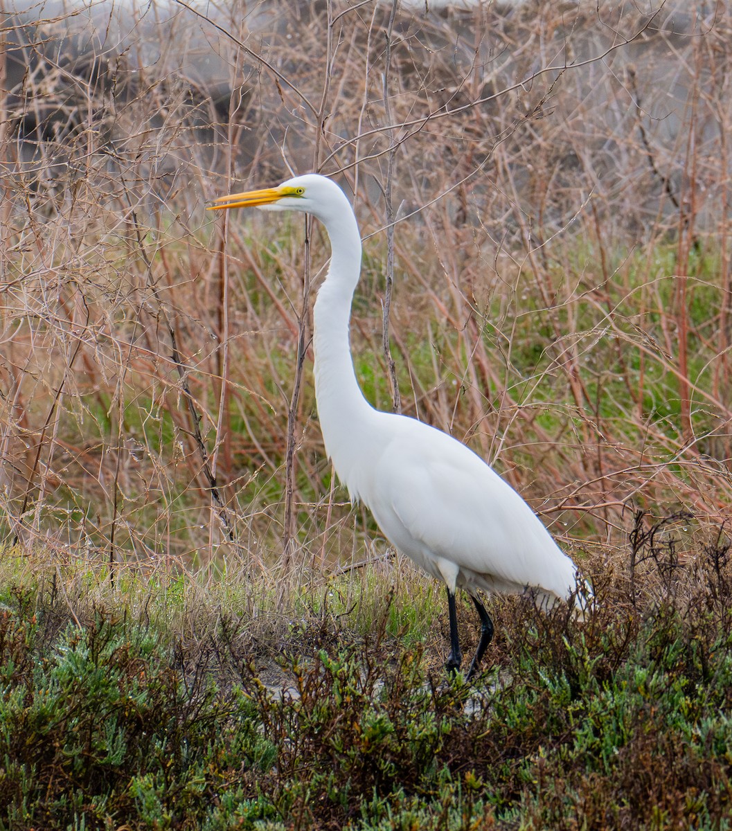 Koartza zuria - ML645411960