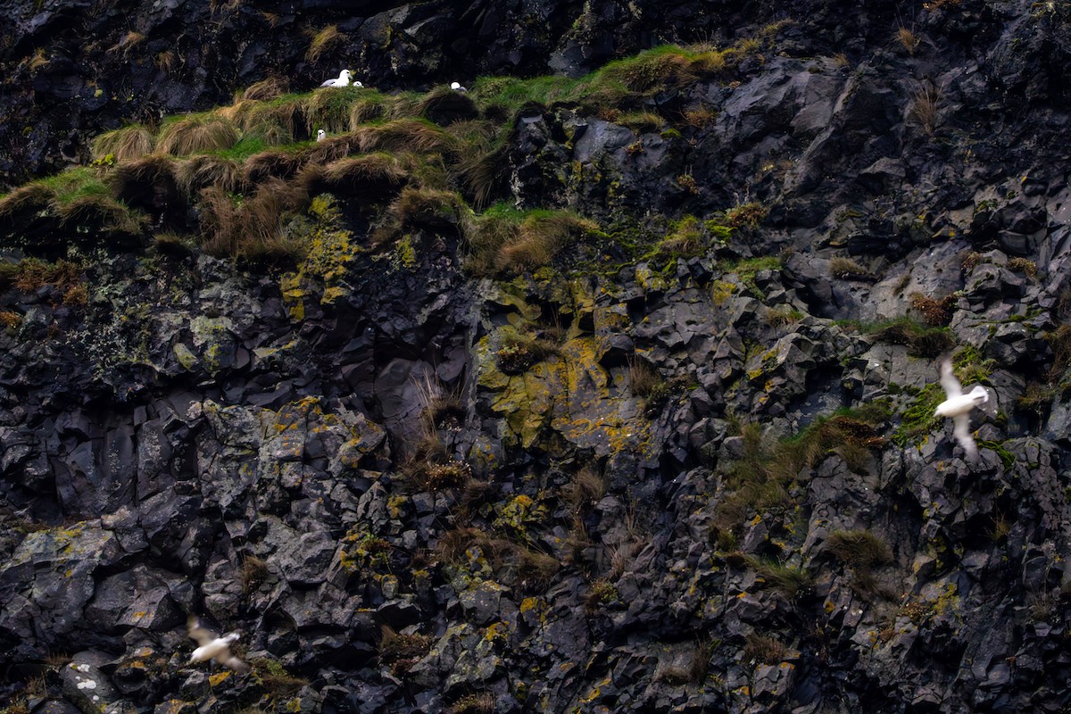 Northern Fulmar - ML645411964