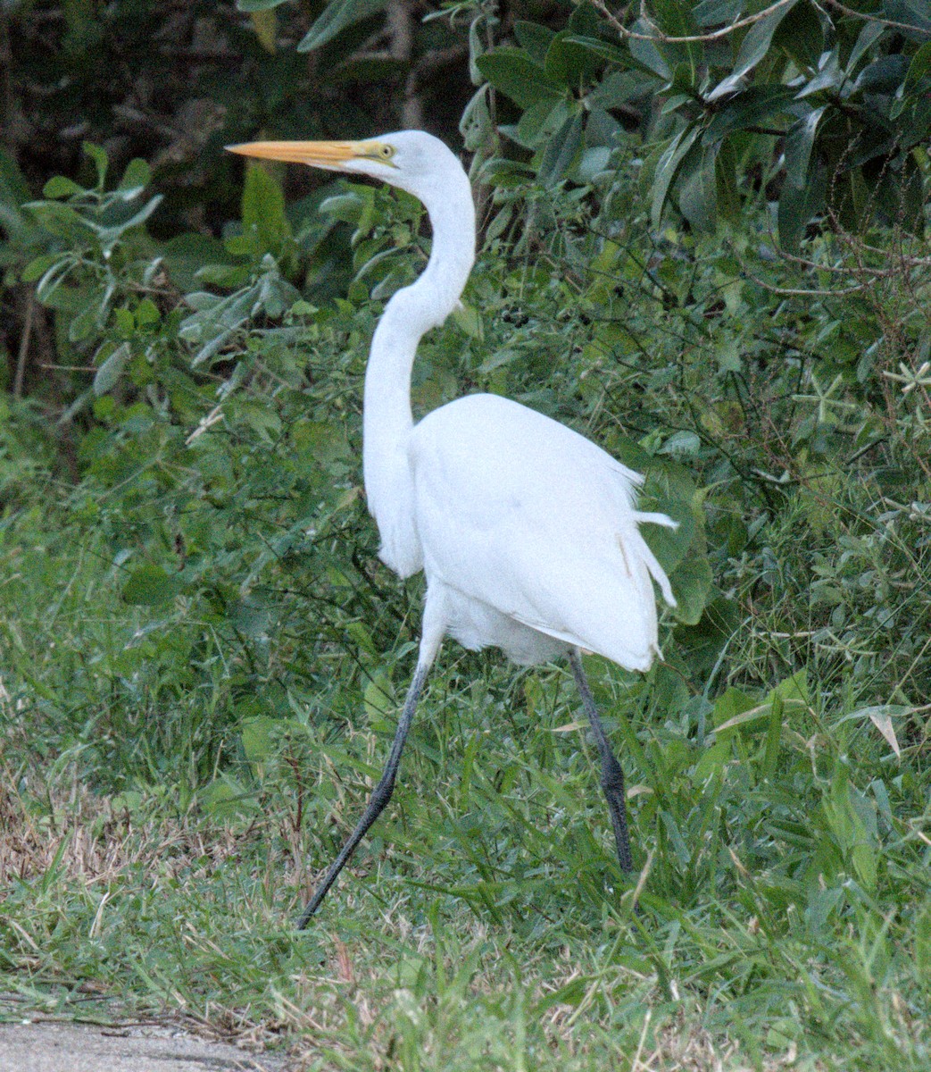 Koartza zuria - ML645411965