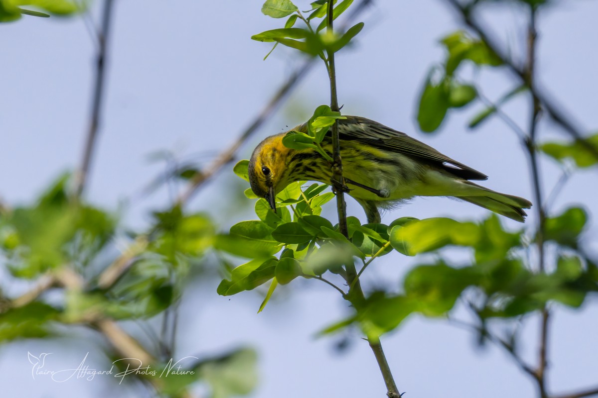 Cape May Warbler - ML645411967