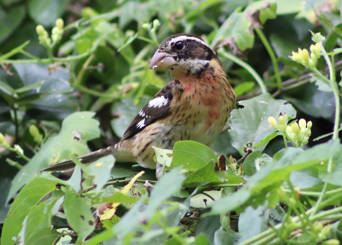 Rosenbrust-Kernknacker - ML645411970