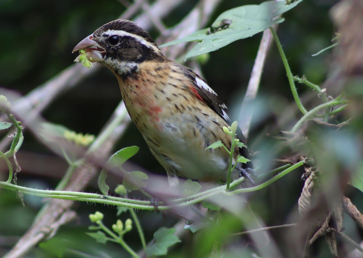 Rosenbrust-Kernknacker - ML645411971