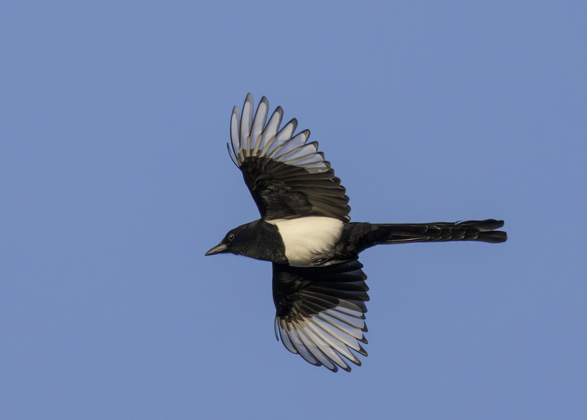 Eurasian Magpie - ML645411974