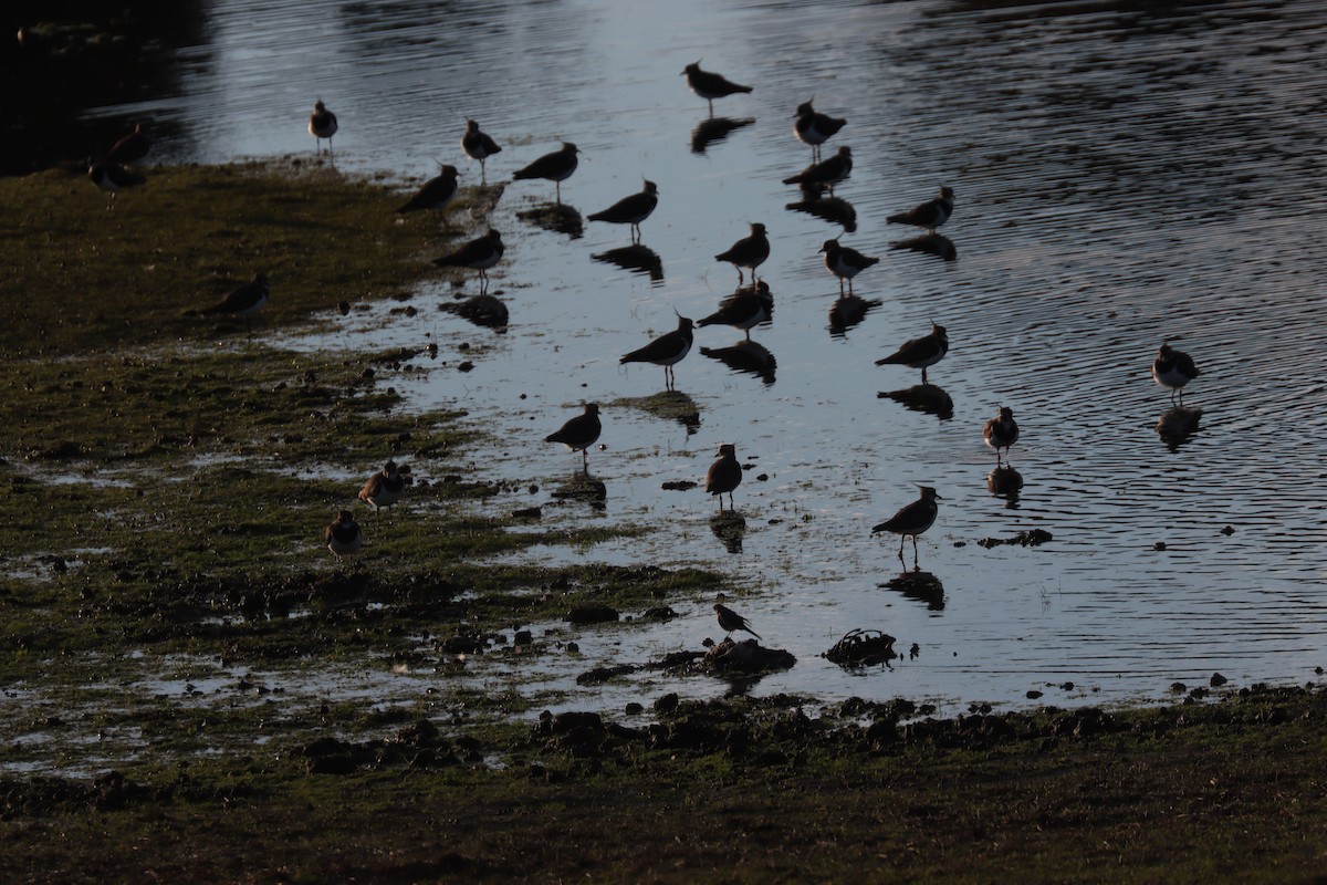 Pavoncella - ML645411989