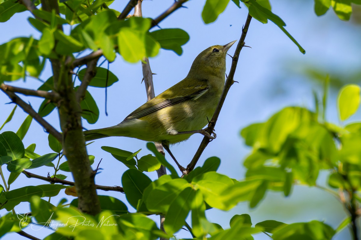 Tennessee Warbler - ML645411997