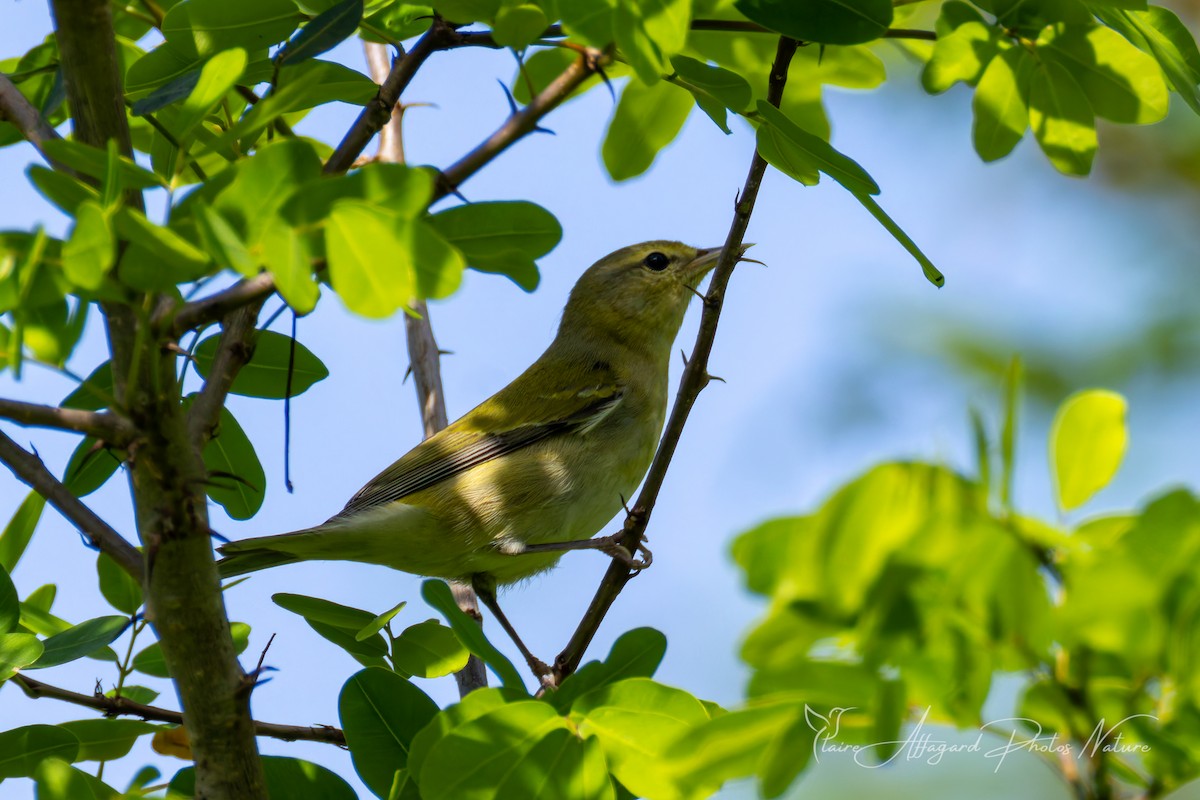 Tennessee Warbler - ML645411998