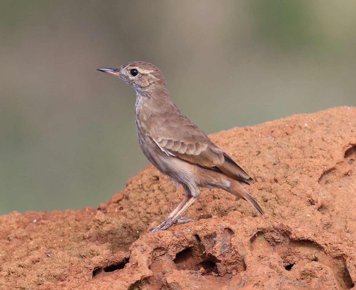 Campo Miner - ML645412000