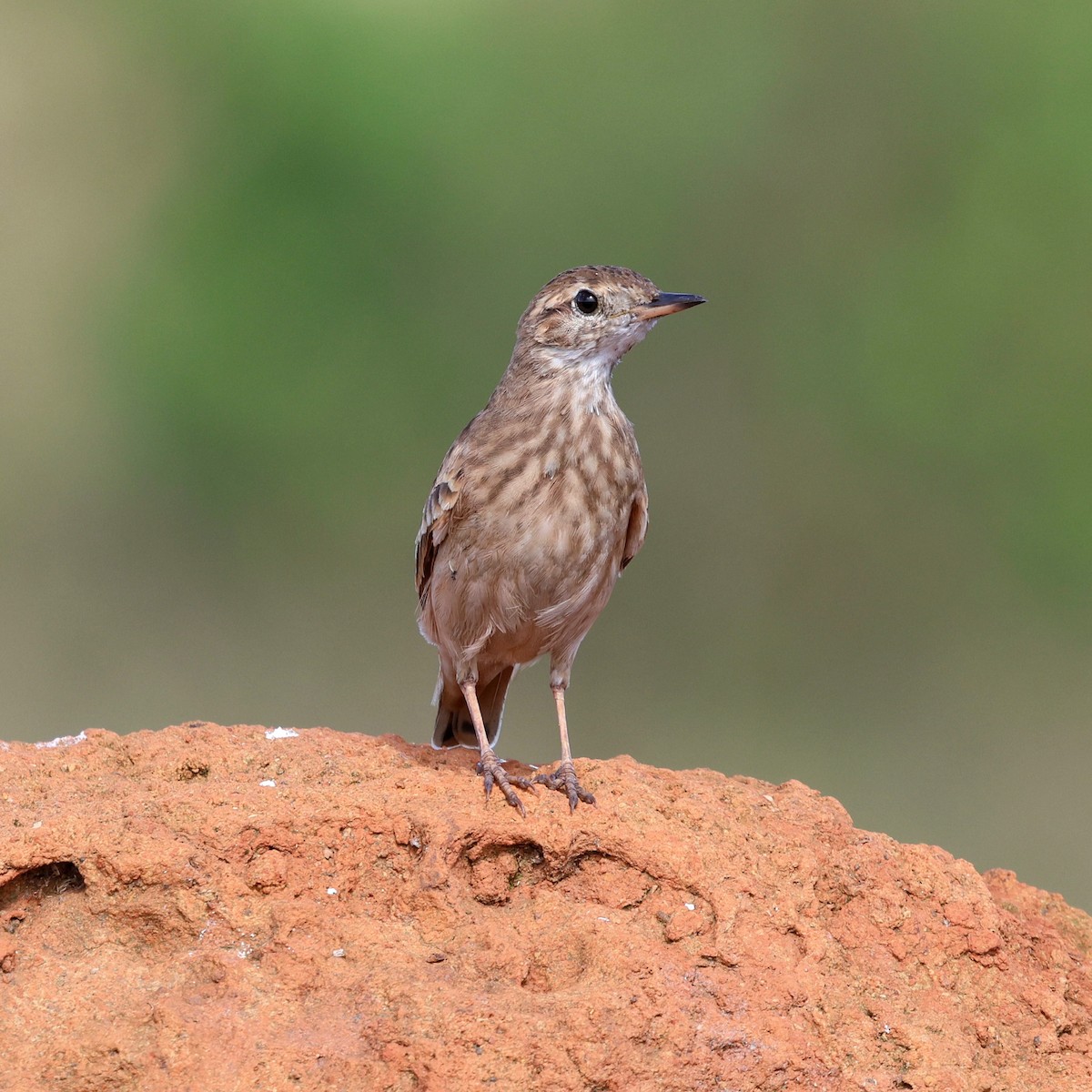 Campo Miner - ML645412001