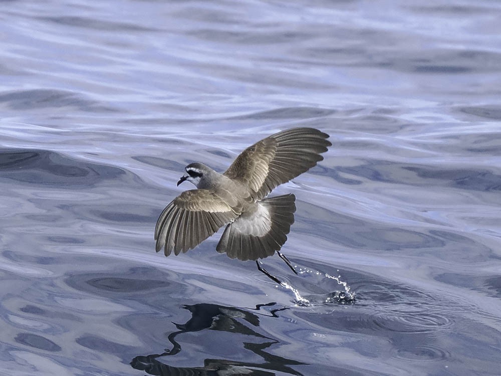 fregattstormsvale - ML645412008