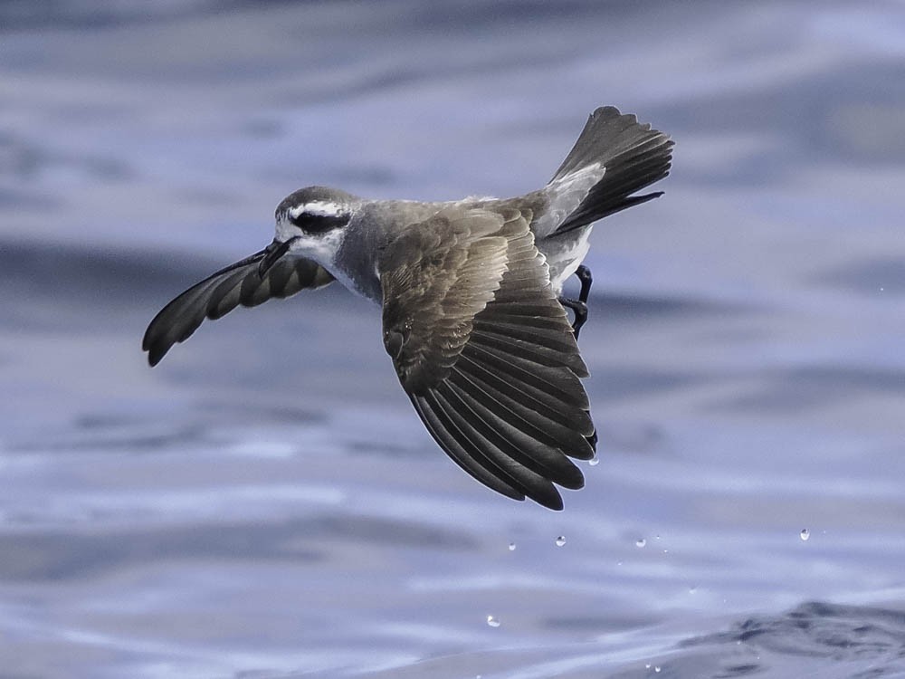 fregattstormsvale - ML645412009