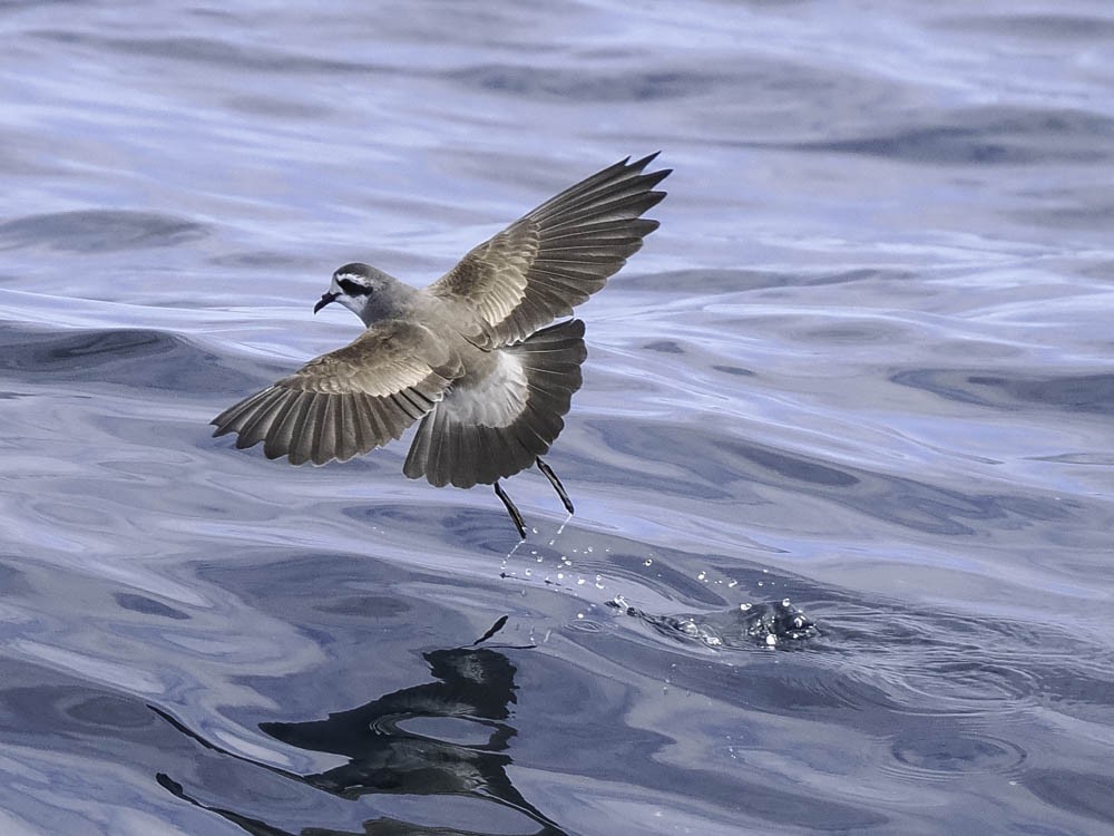 fregattstormsvale - ML645412010