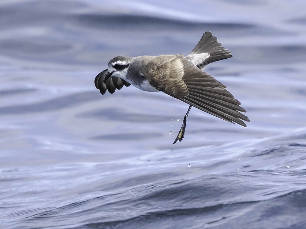 fregattstormsvale - ML645412011