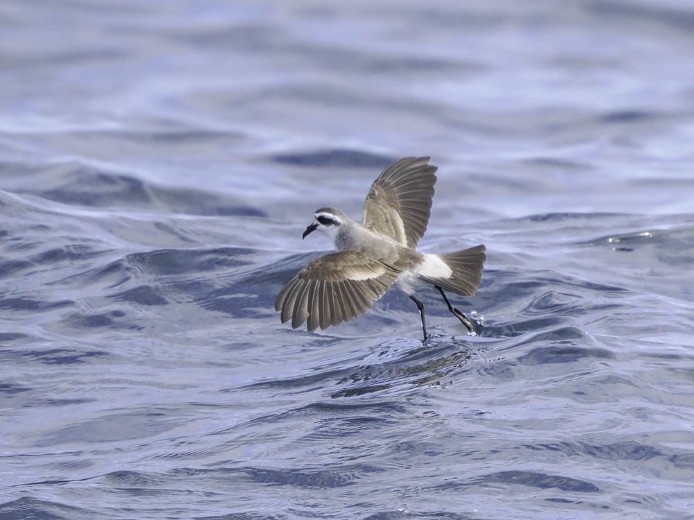 fregattstormsvale - ML645412012