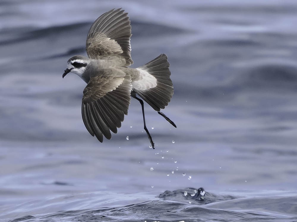 fregattstormsvale - ML645412013