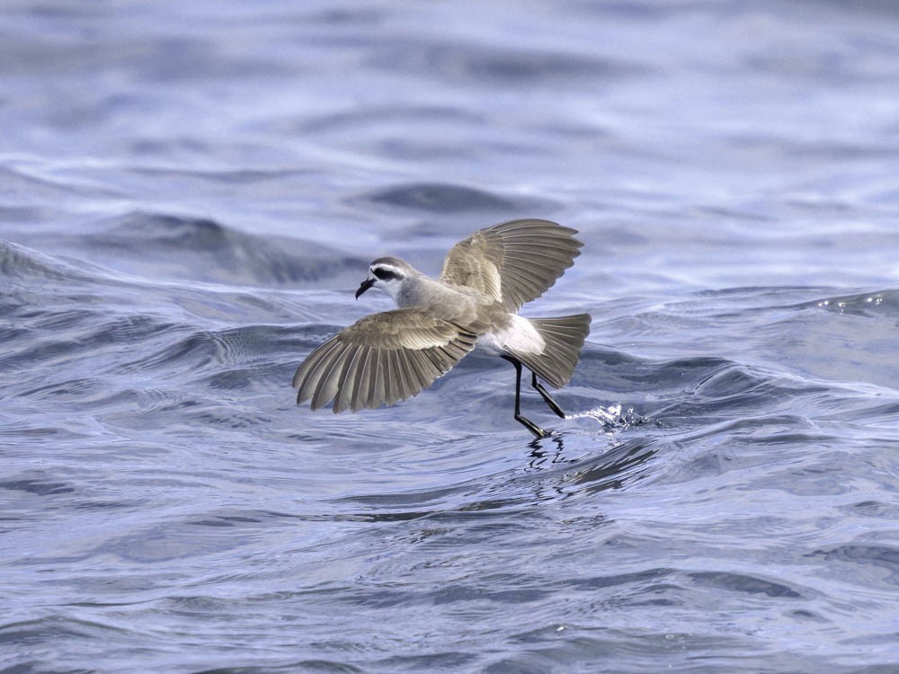 fregattstormsvale - ML645412014